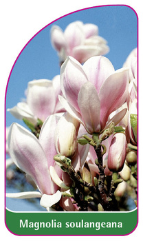Magnolia soulangeana