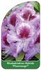 Rhododendron-Hybride 'Pfauenauge'
