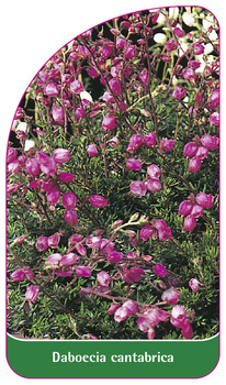 Daboecia cantabrica