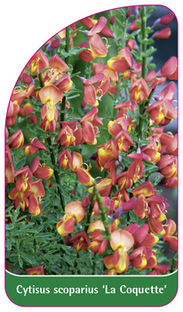 Cytisus scoparius 'La Coquette'
