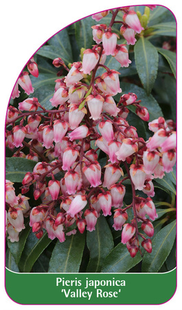 Pieris japonica 'Valley Rose'