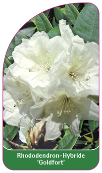 Rhododendron-Hybride 'Goldfort'