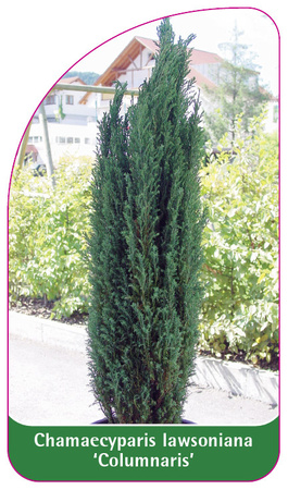 Chamaecyparis lawsoniana 'Columnaris'