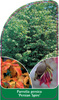 Parrotia persica PERSIAN SPIRE '