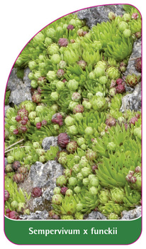Sempervivum x funckii
