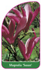Magnolia 'Susan'
