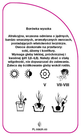 Vaccinium corymbosum 'Ama'