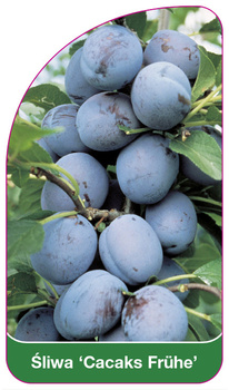 Śliwa 'Cacaks Frühe'