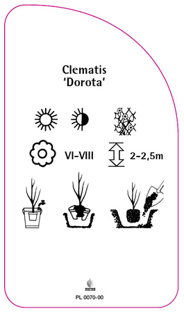 Clematis 'Dorota'