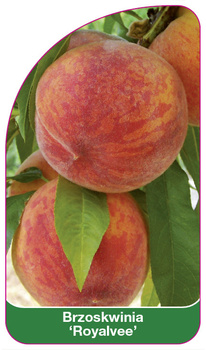 Brzoskwinia 'Royalvee'