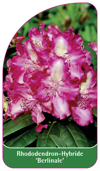 Rhododendron-Hybride 'Berlinale'