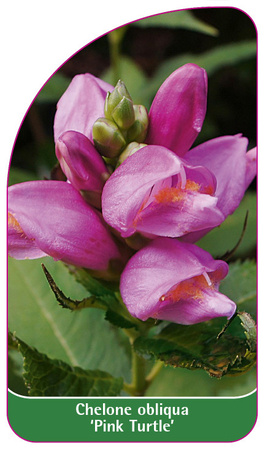 Chelone obliqua 'Pink Turtle'