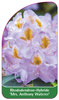 Rhododendron-Hybride 'Mrs. Anthony Waterer'