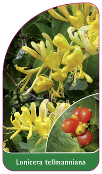 Lonicera tellmanniana