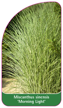 Miscanthus sinensis 'Morning Light'