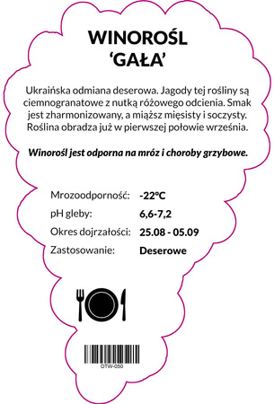 Winorośl Gała