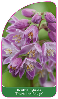 Deutzia hybride 'Tourbillon Rouge'