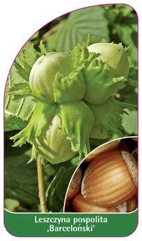 Líska obecná , Barcelo?lyže'