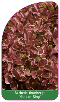 Berberis thunbergii 'Golden Ring'