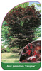 Acer palmatum 'Fireglow'