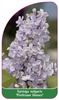 Syringa vulgaris "Profesor Hosser