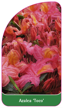 Azalea 'Toco'