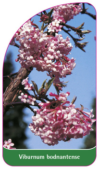 Viburnum bodnantense
