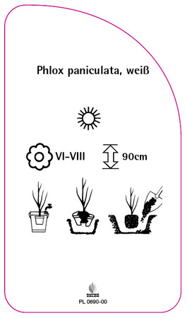 Phlox paniculata, weiß