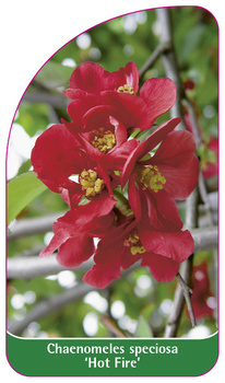 Chaenomeles speciosa 'Hot Fire'