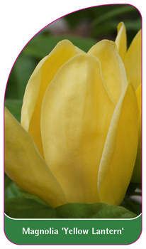 Magnolia 'Yellow Lantern'