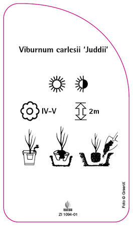 Viburnum carlesii 'Juddii'