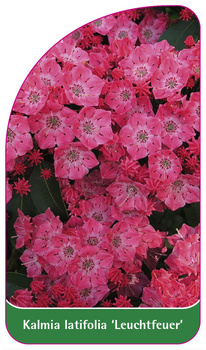Kalmia latifolia 'Leuchtfeuer'