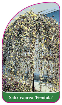 Salix caprea 'Pendula'