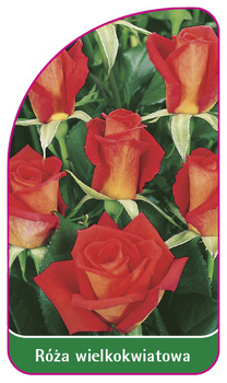 Róza wielkokwiatowa Nr. 216