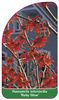 Hamamelis intermedia 'Ruby Glow'