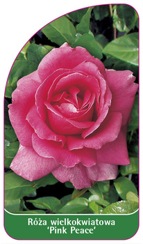 Róza wielkokwiatowa 'Pink Peace' Nr. 529