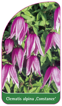 Clematis alpina 'Constance'