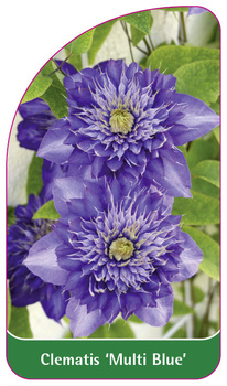 Clematis 'Multi Blue'