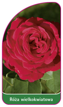 Róza wielkokwiatowa Nr. 238