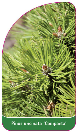 Pinus uncinata 'Compacta'