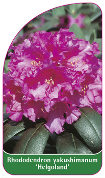 Rhododendron yakushimanum 'Helgoland'