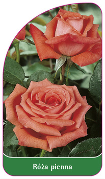 Róza pienna Nr. 27