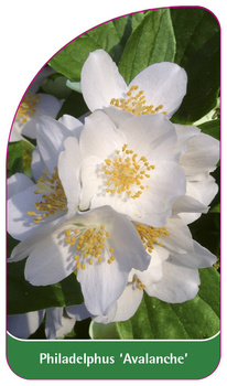 Philadelphus 'Avalanche'