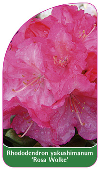 Rhododendron yakushimanum 'Rosa Wolke'