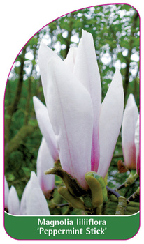 Magnolia liliiflora 'Peppermint Stick'