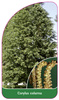 Corylus colurna
