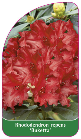 Rhododendron repens 'Buketta'