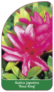 Azalea japonica 'Rosa King'