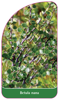 Betula nana