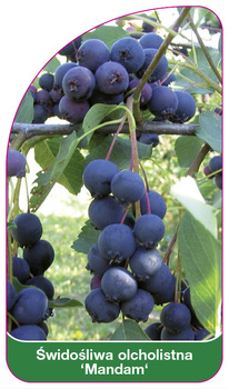 Swidosliwa olcholistna 'Mandam'
